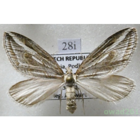 Chesias legatella (Denis & Schiffermüller, 1775) Czech28i